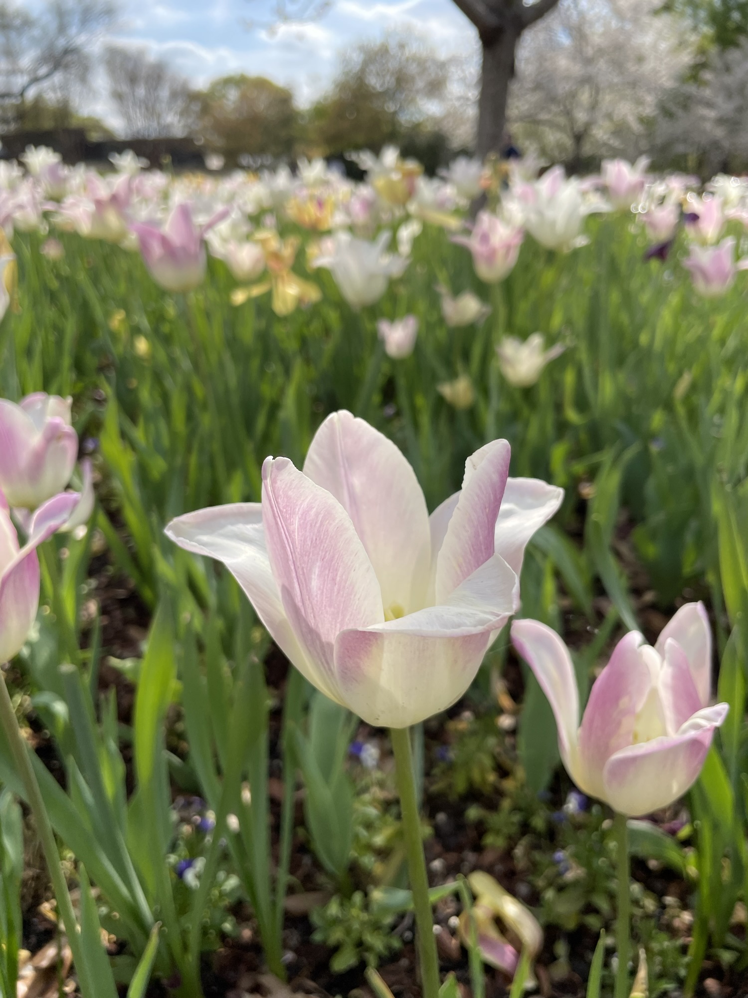 Arboretum의 꽃들